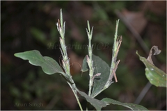 Eranthemum capense